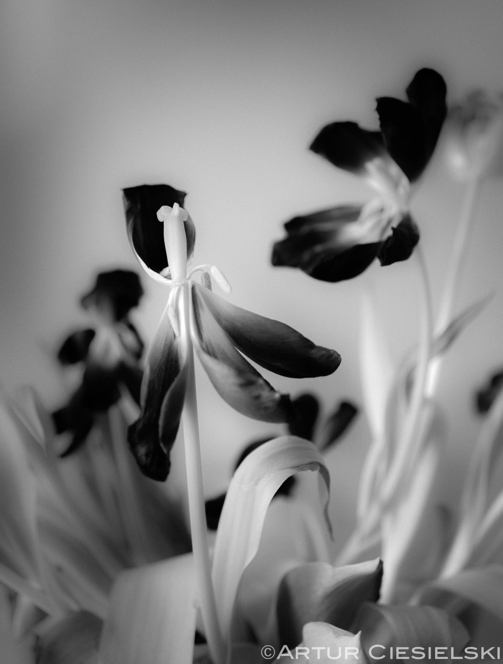 infrared tulips with Sony A7ii and 35mm lens.